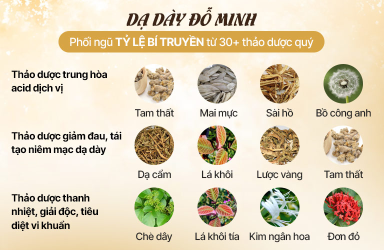 thành phần dược liệu bài thuốc Dạ dày Đỗ Minh