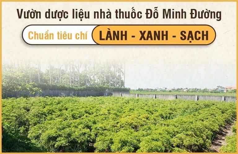 Vườn dược liệu nhà thuốc Đỗ Minh Đường đạt CHUẨN LÀNH XANH SẠCH